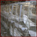 Galvanizado Q235 Farm Used Pigeon Cage